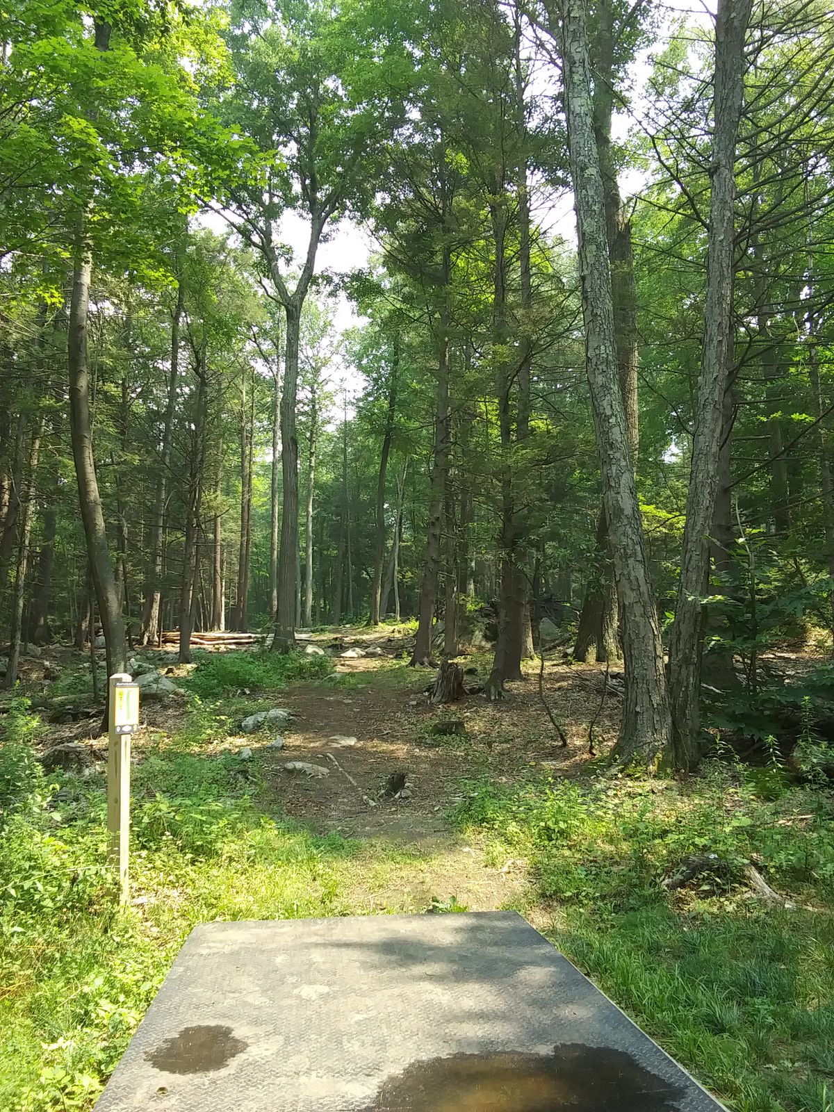 Hole 7 tee.
