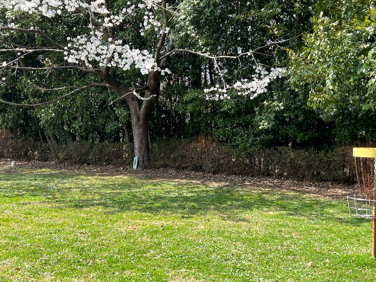 Hole six starts with a low ceiling made by the Sakura.