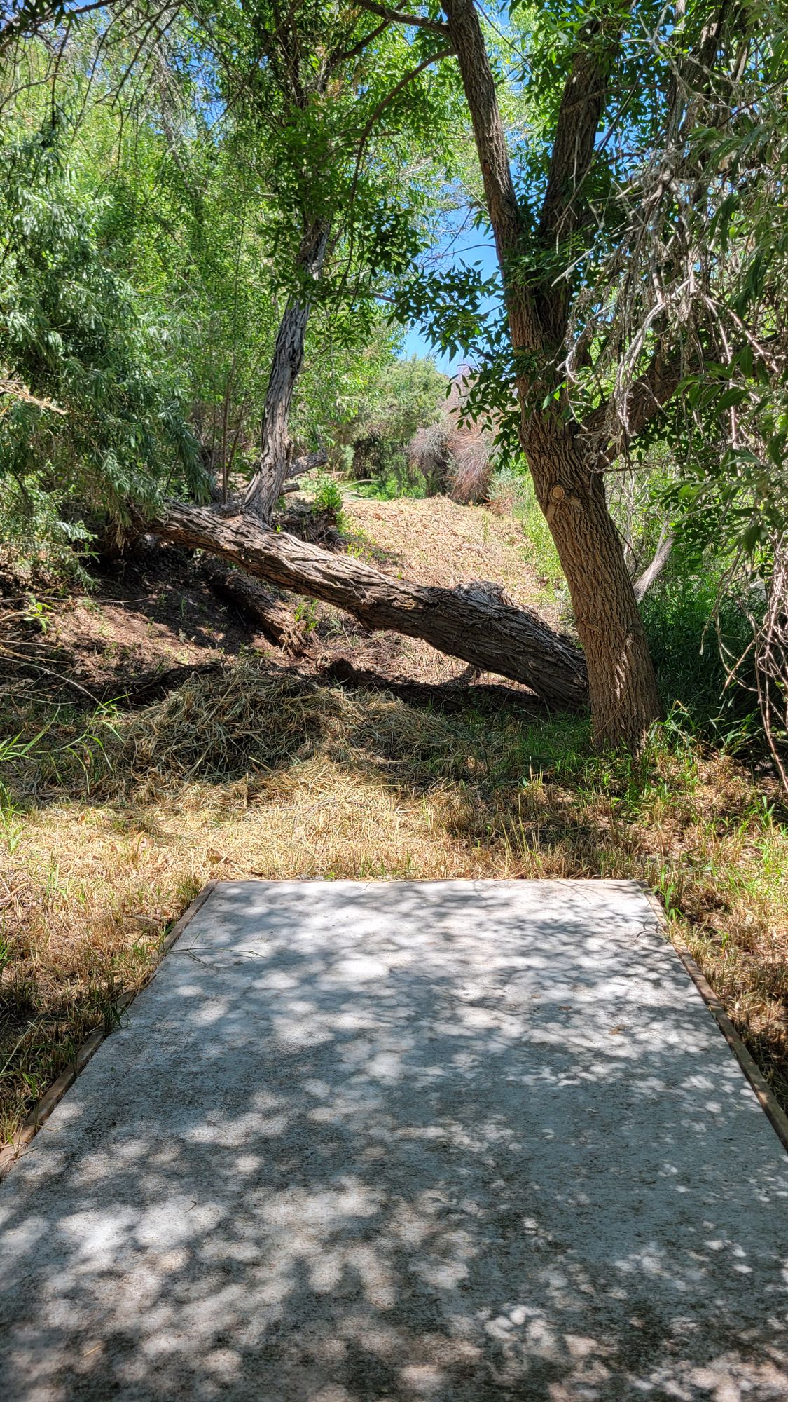 Hole 5 July 2024