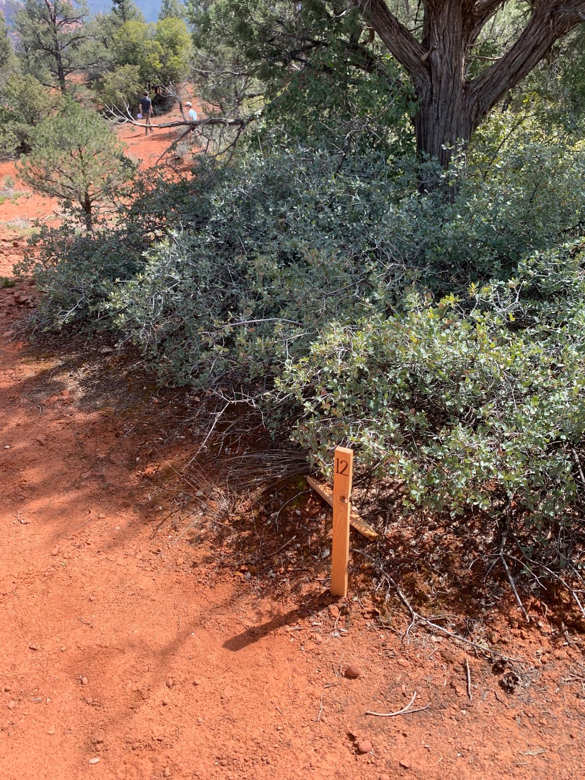Look for the wooden stakes for holes 7+. UDisc will get you to the right area. Worth it!