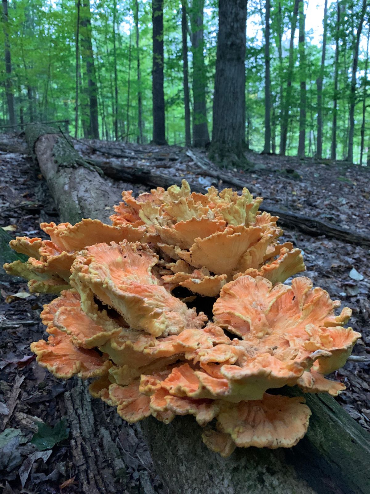 Big shroom by basket 12