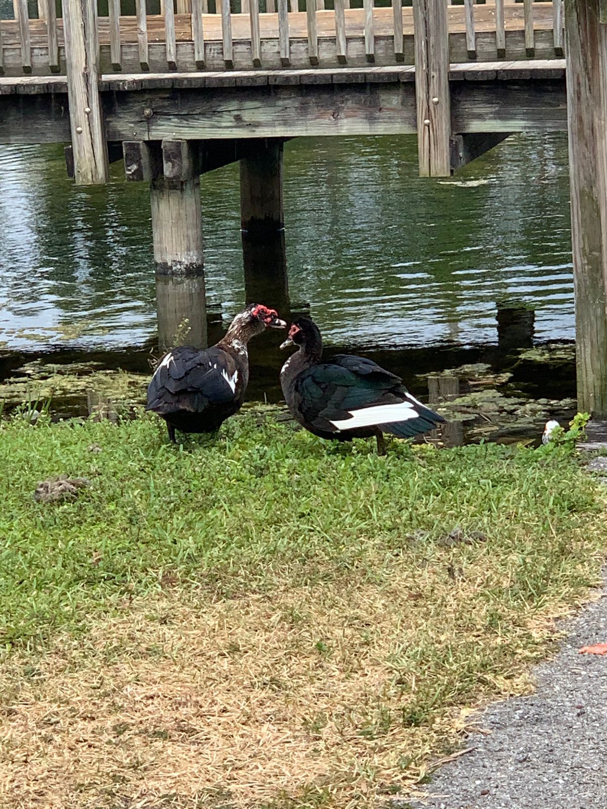 Some ducks and other birds, a few water holes on the property.