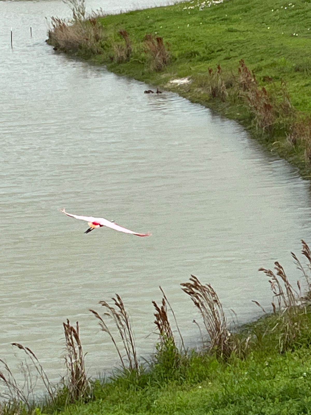 Rosette Spoonbill on way to #5/14