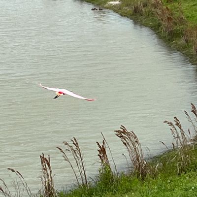 Rosette Spoonbill on way to #6/16