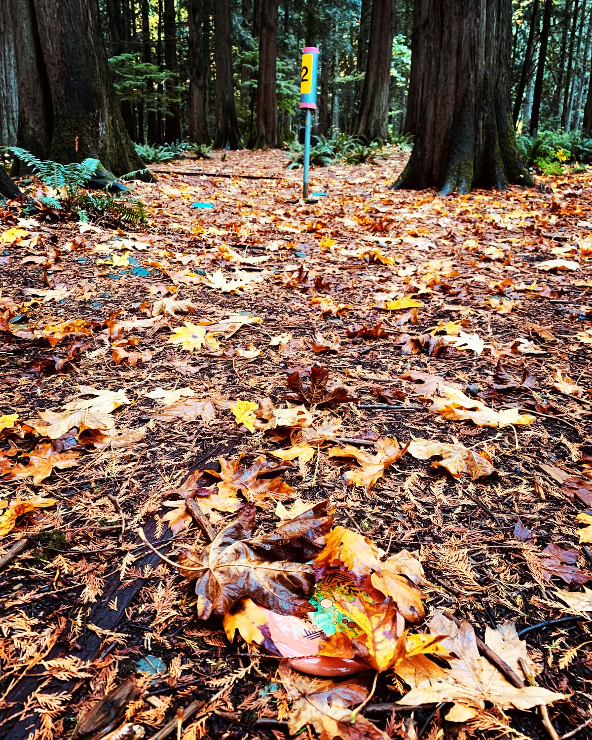 Fall vibes
