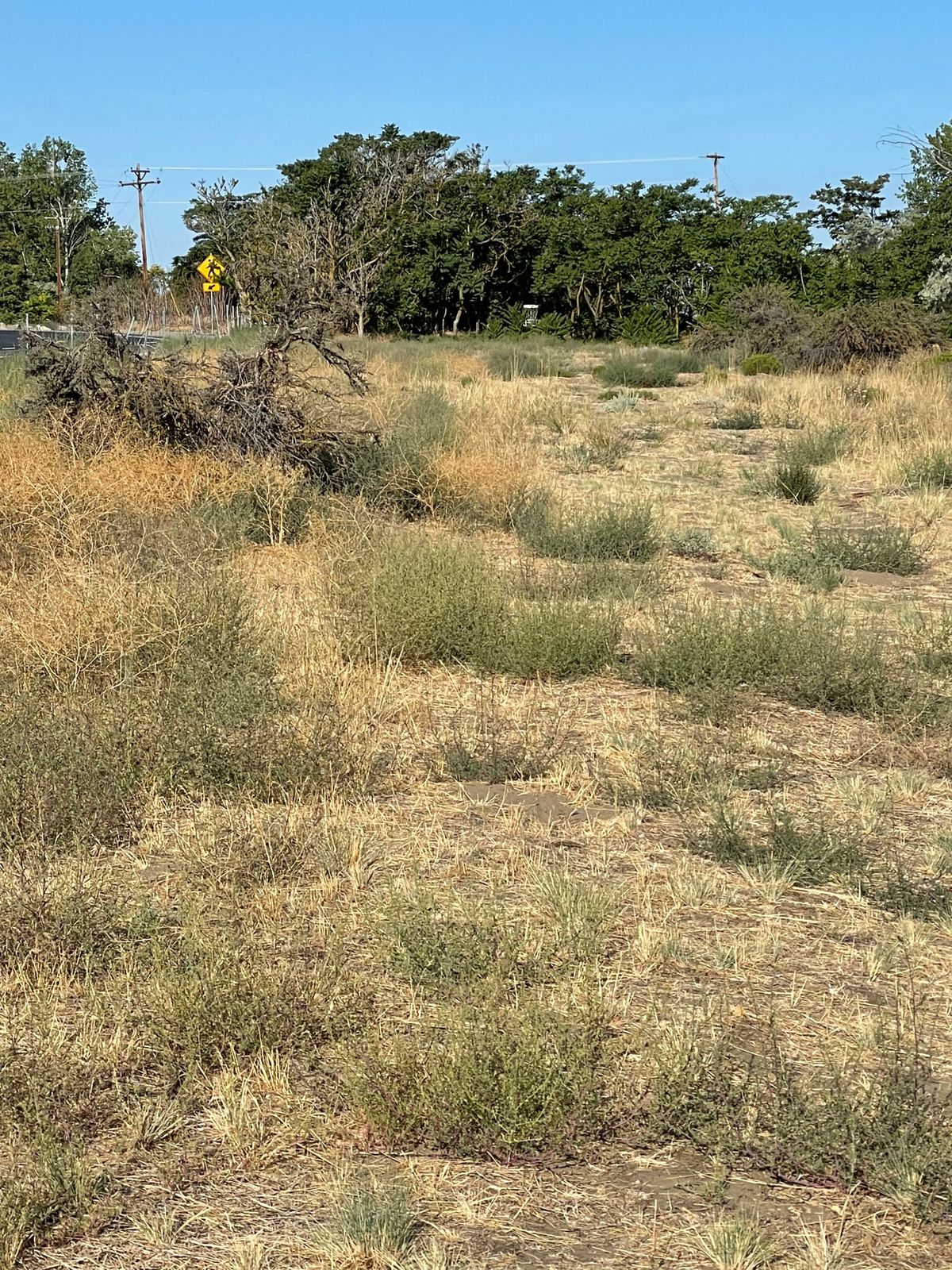 Hole 5 basket in the distance