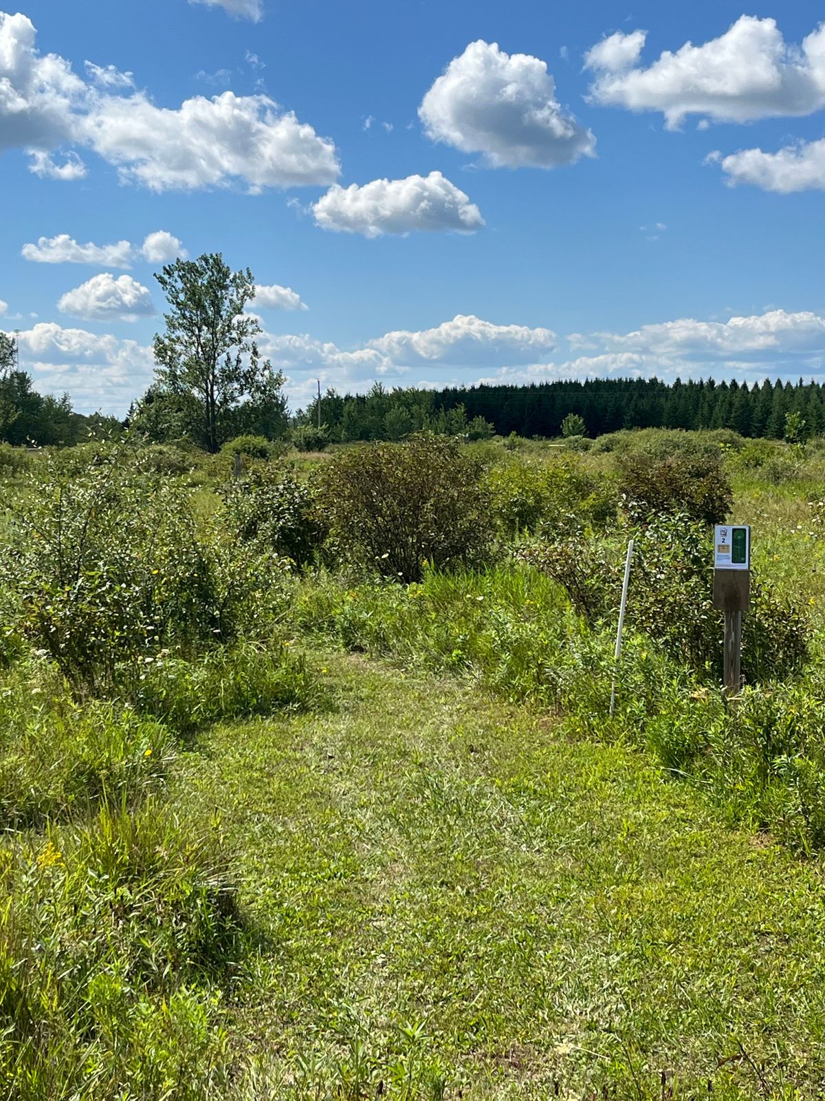 Hole 2 tee