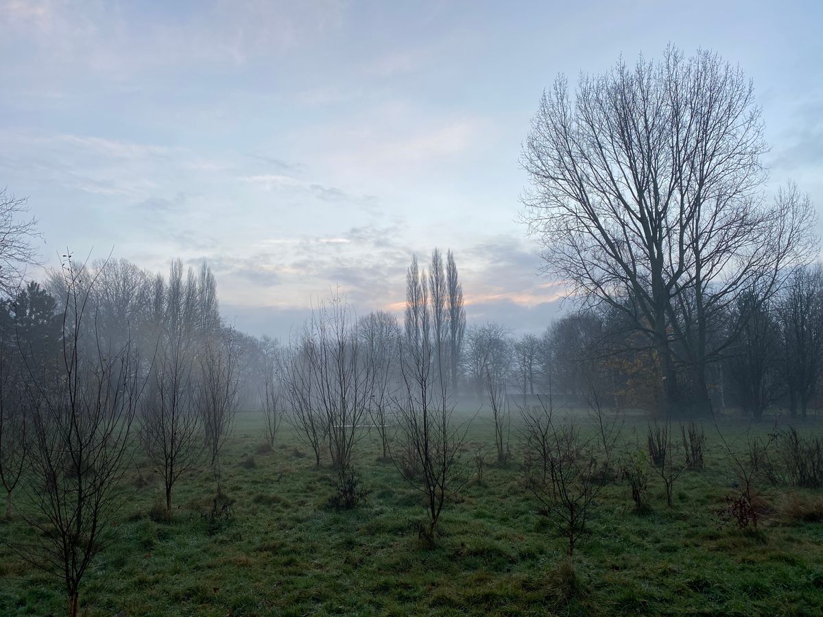 Misty view through the young willows in the rough between the 1st and 18th fairways. 
