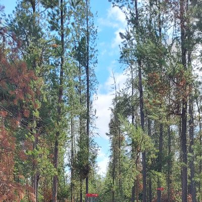 Approach to hole 1.🌲🌲🌲🌲
