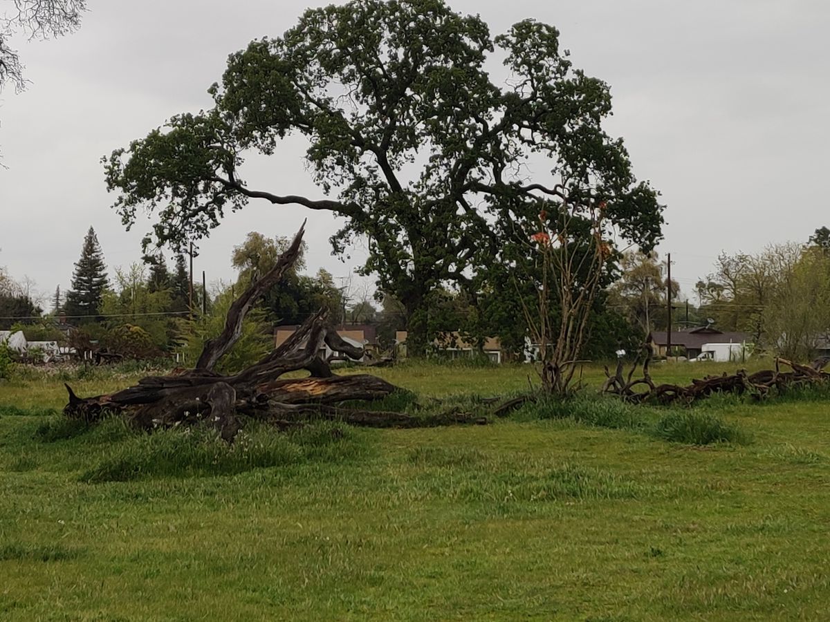 Dead oak hazard