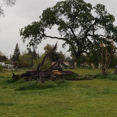 Dead oak hazard