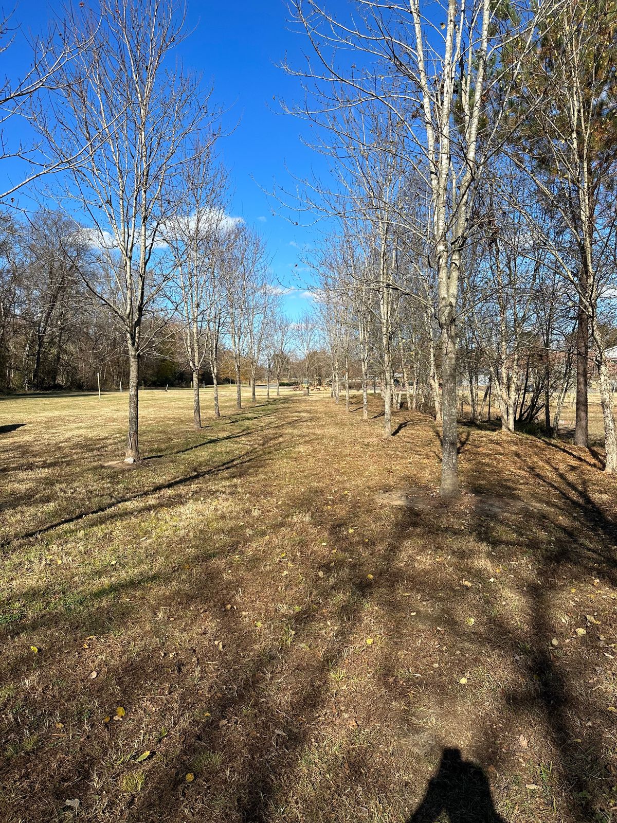 Hole 5 - Tunnel shot to elevated basket in stump.