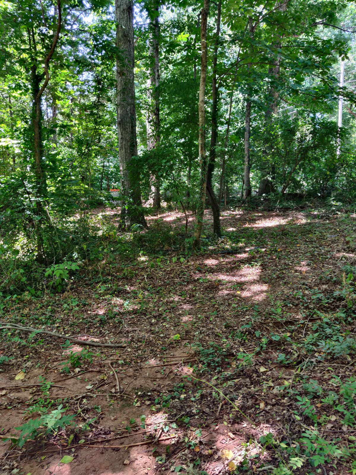Hole 4 on the fairway near the turn. The heavily wooded area on the left plays as a mando.