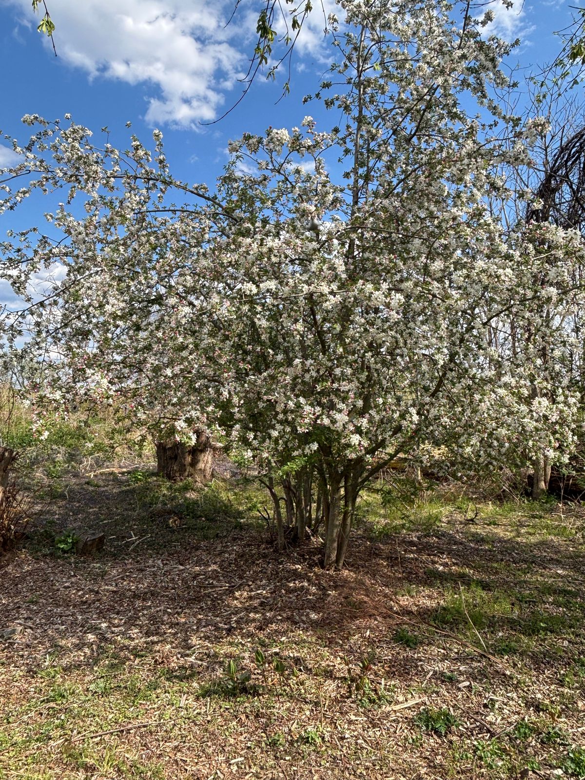 Fruit tree on 8’s green