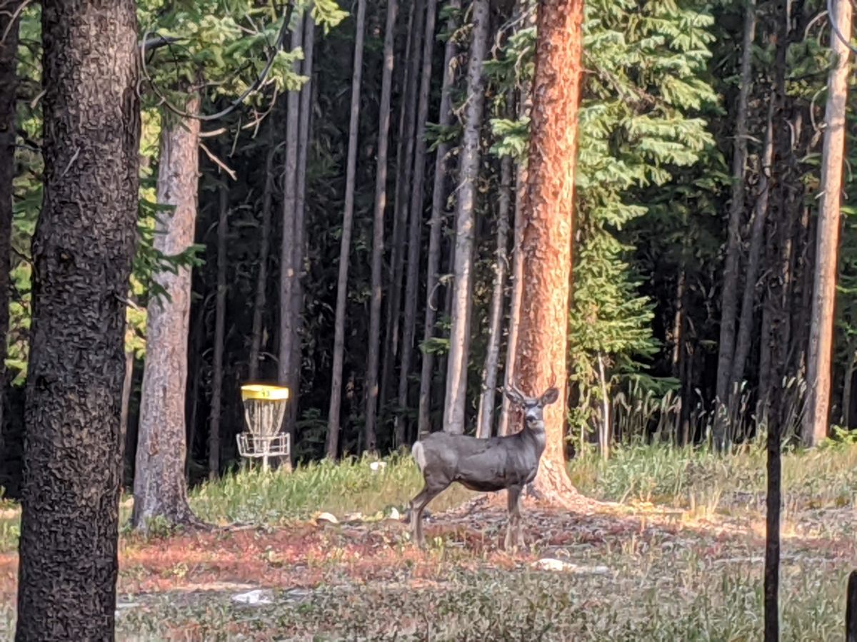 8 point buck
