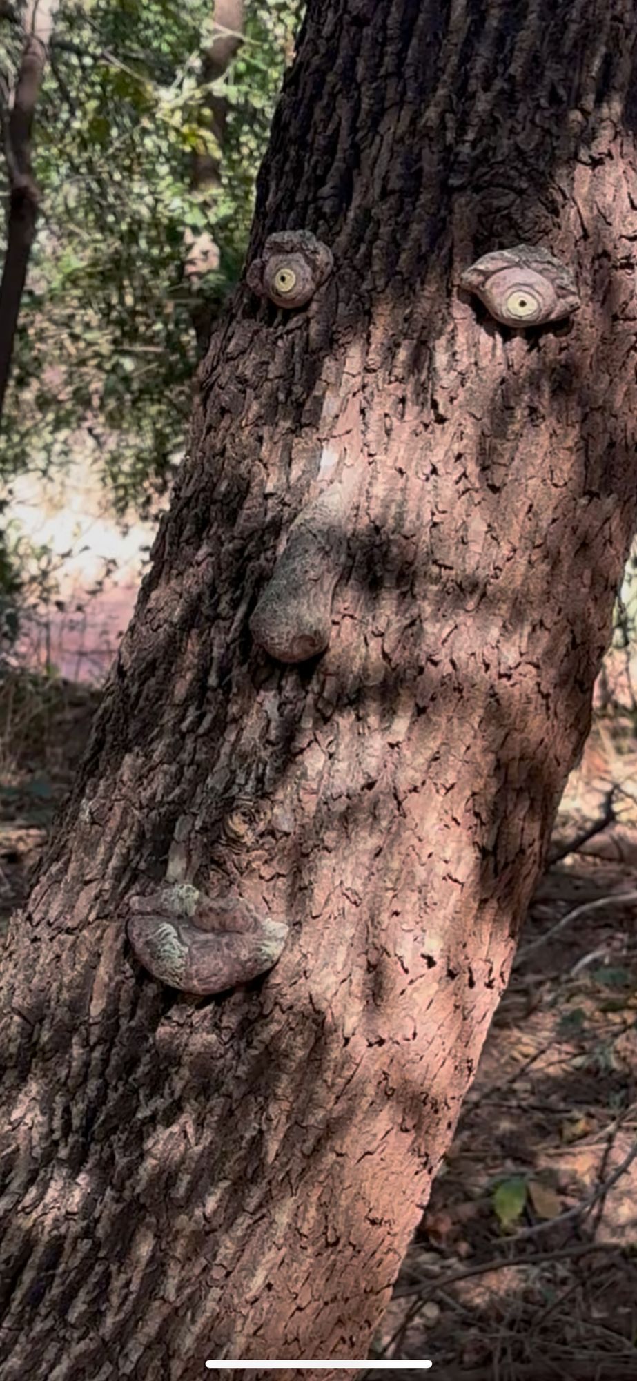 Watch out, the trees have eyes!
