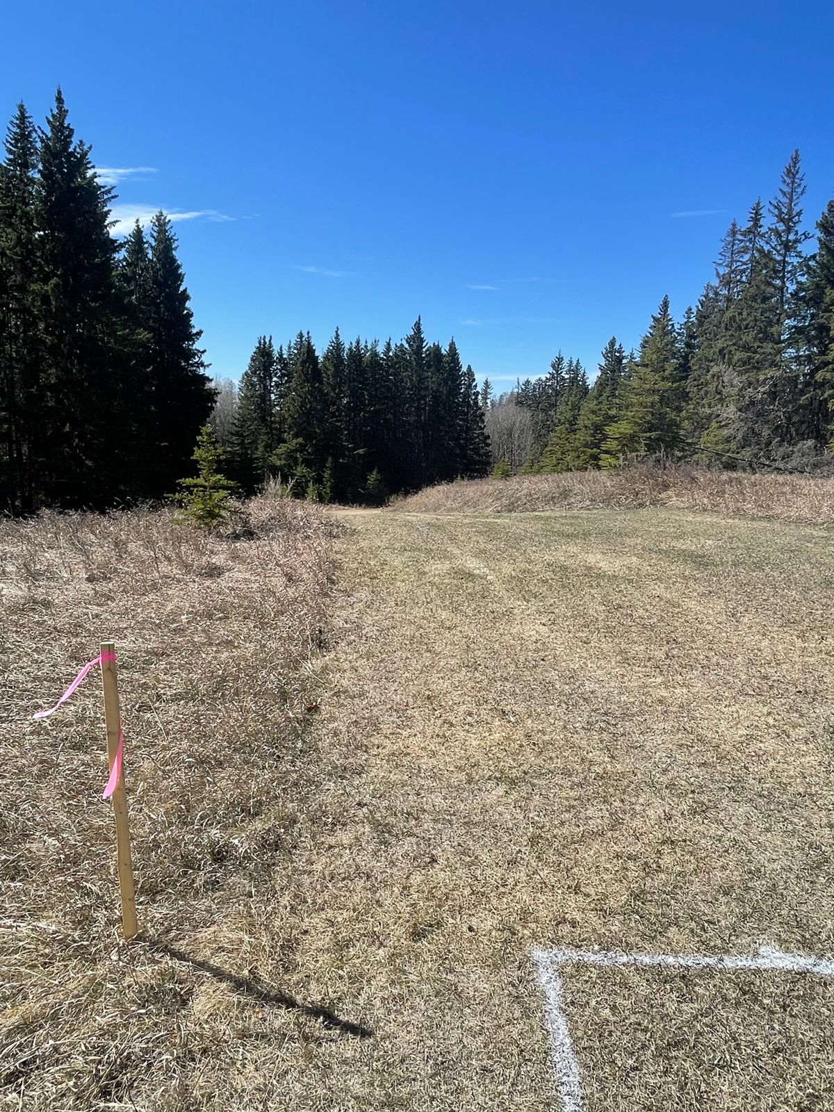 Hole 16 is fun with thick brush near the basket