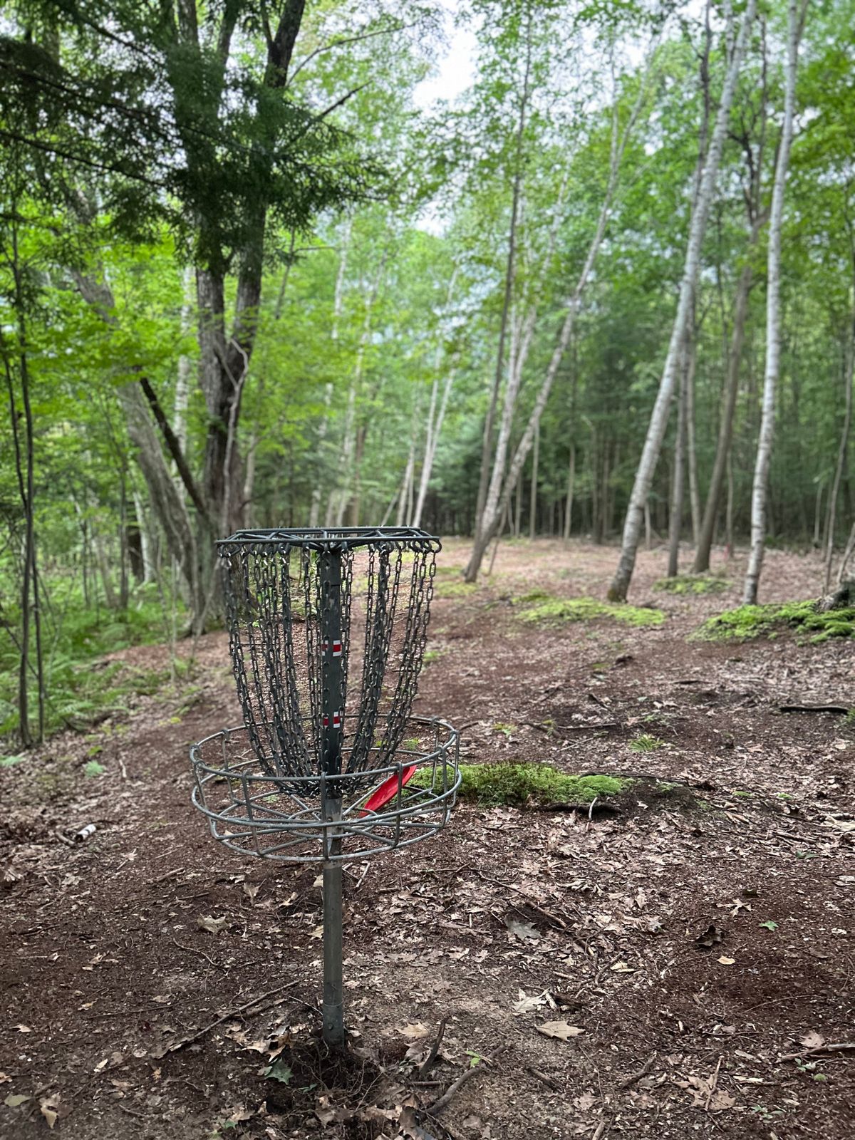 Hole 18 Looking back to tee pad