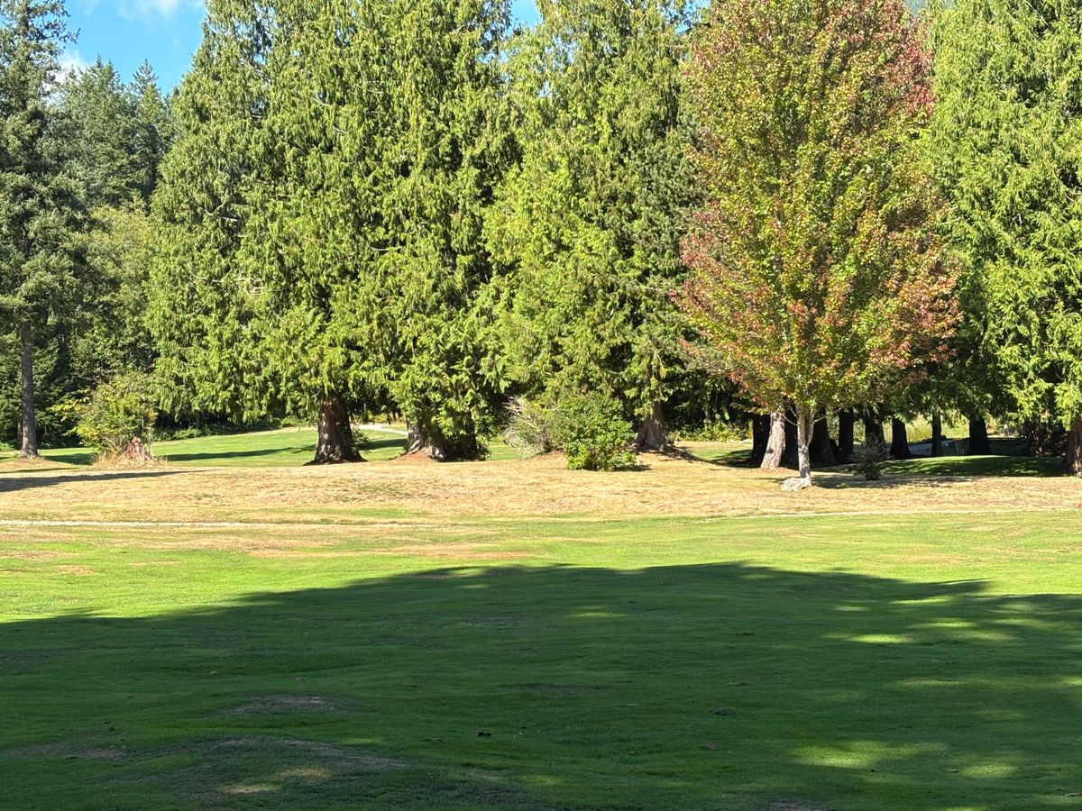 Hole 8 blue tee pad.  Blind shot to basket behind trees.