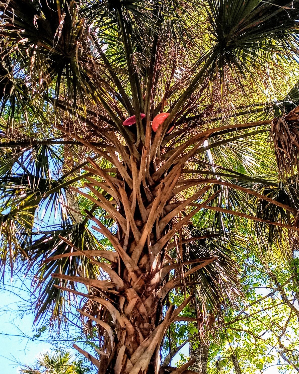 Watch out for Glue trees.