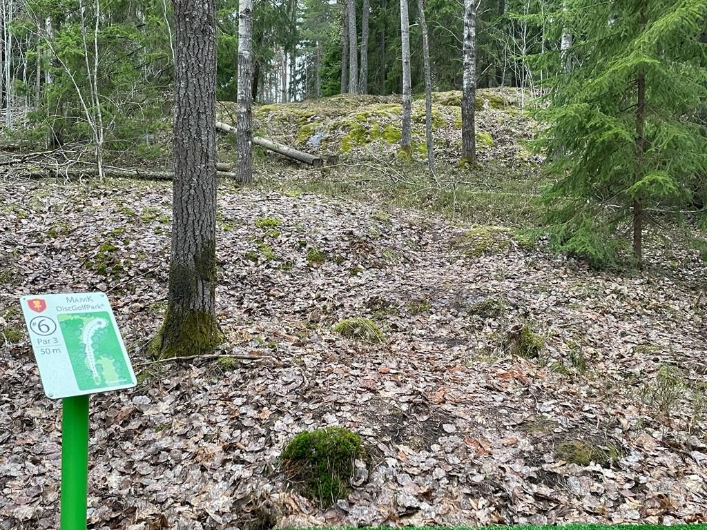 Väylä 6 kori oikealla kahden koivun välissä kuusten alla