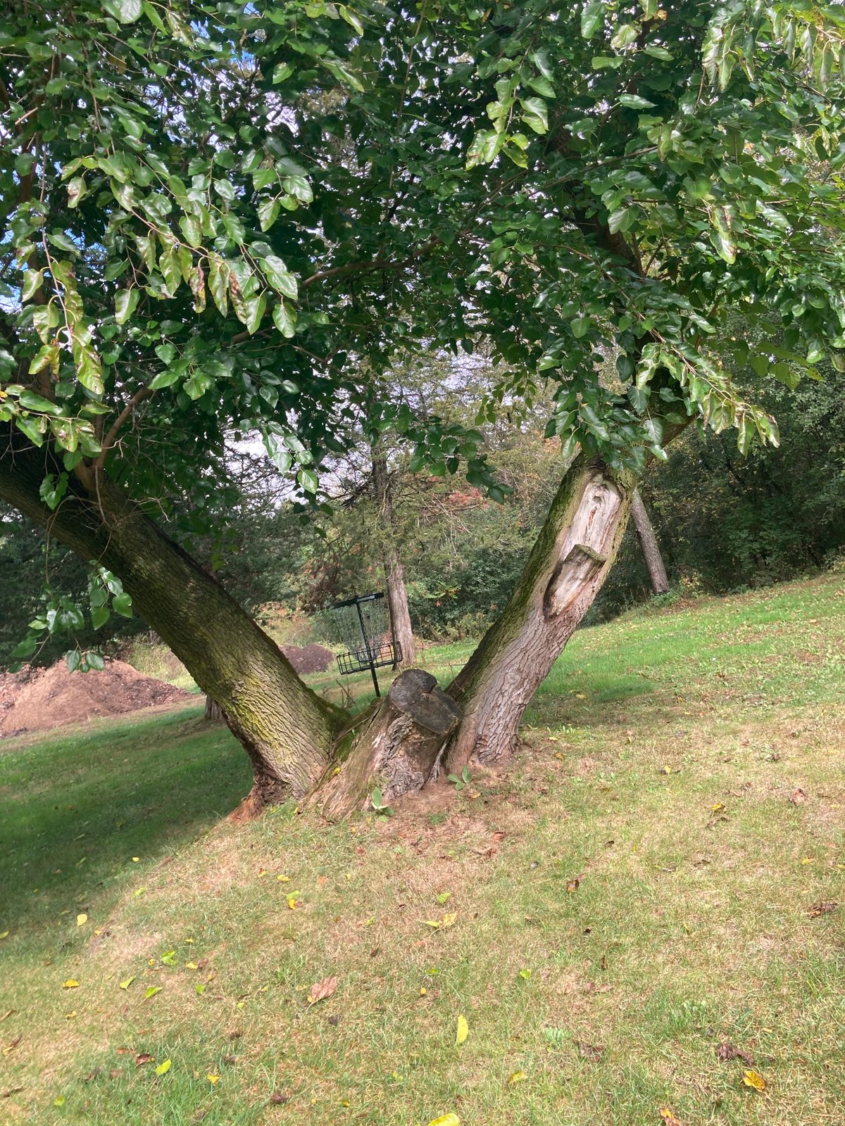 Hole 11 basket