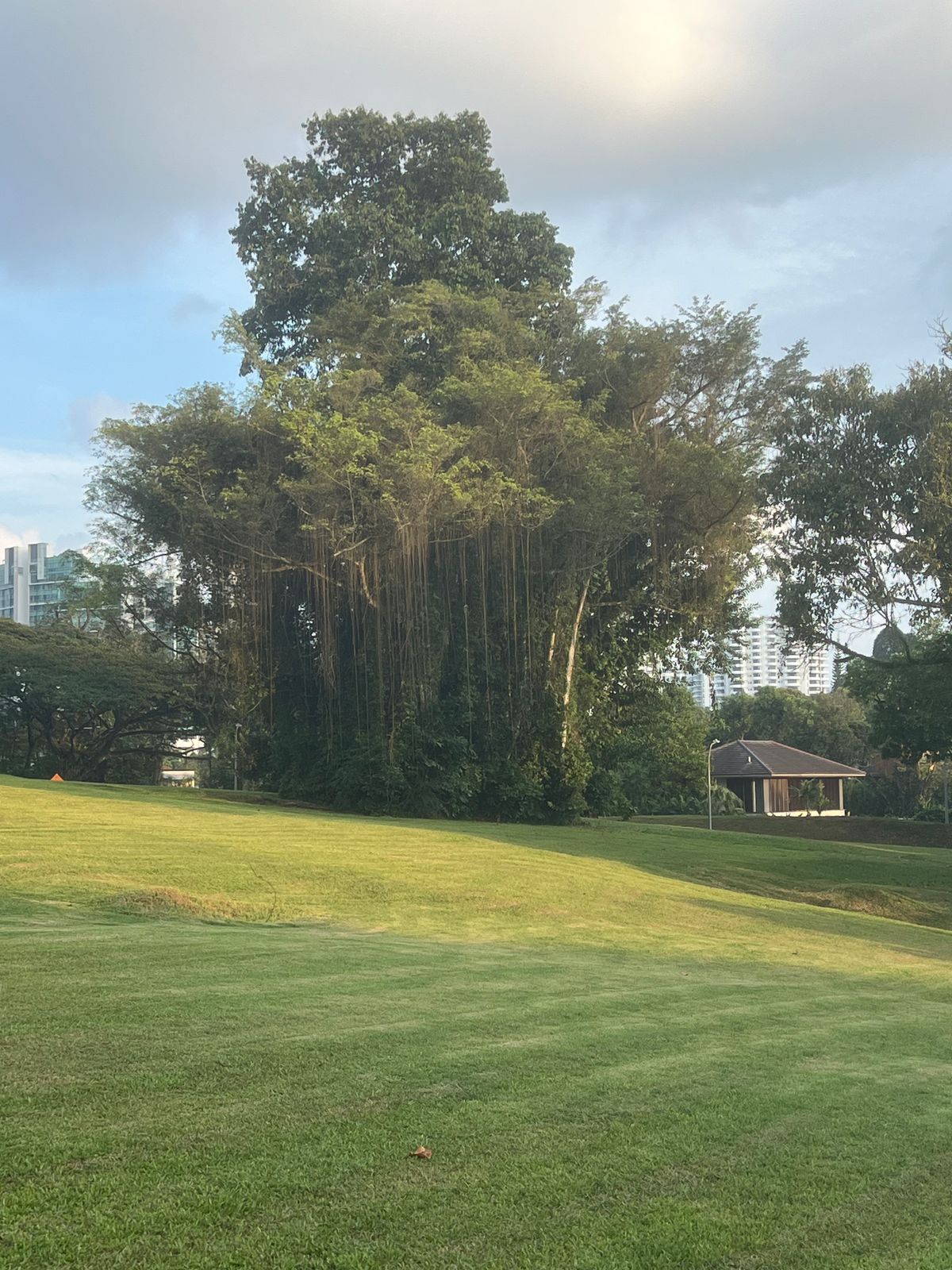 View of the massive (and beautiful) guardian tree in front the green for Hole 10 (view is from Hole 9 fairway)