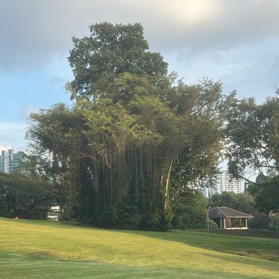 View of the massive (and beautiful) guardian tree in front the green for Hole 10 (view is from Hole 9 fairway)