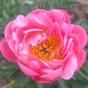 User avatar image