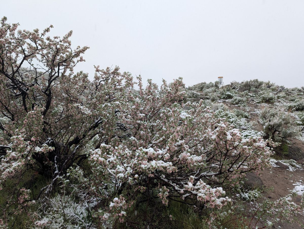 A bit of April snow