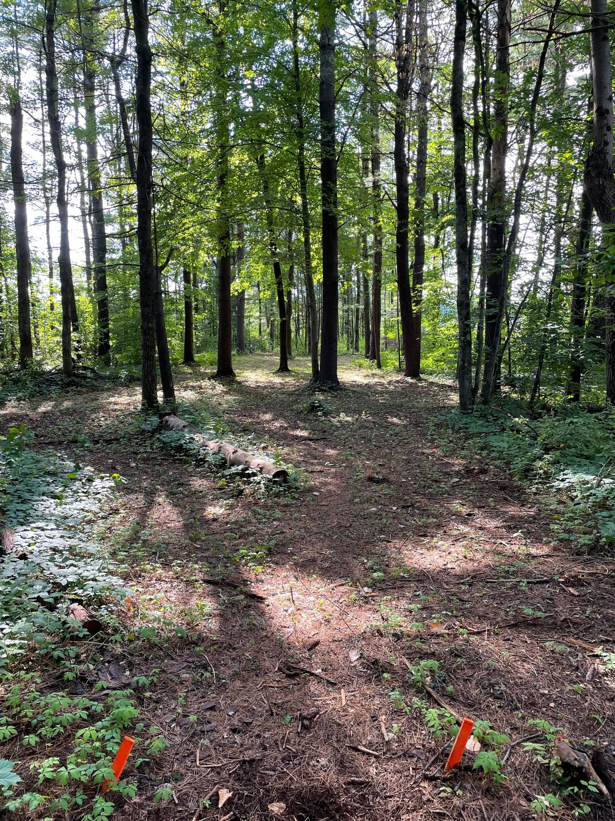 Hole 8 tee