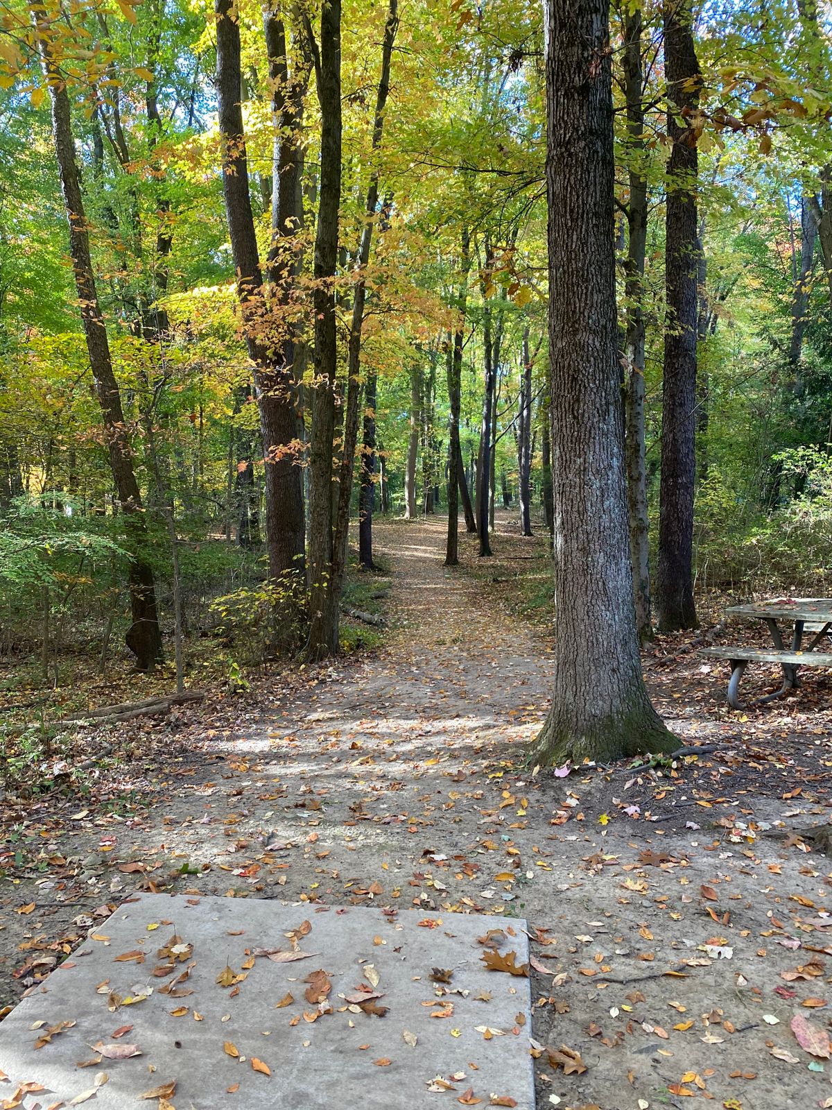 Hole 4 winding its way through the trees.