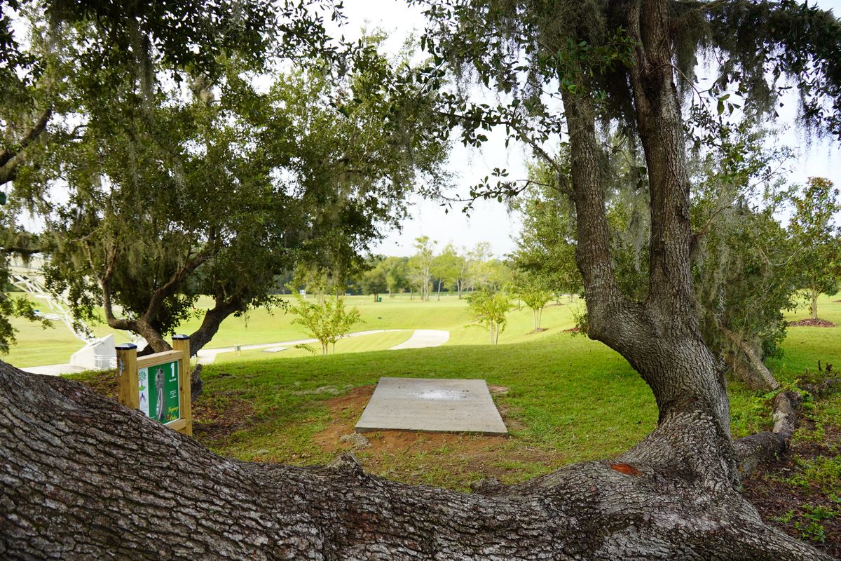 Hole 1 with a gnarly tree introducing it