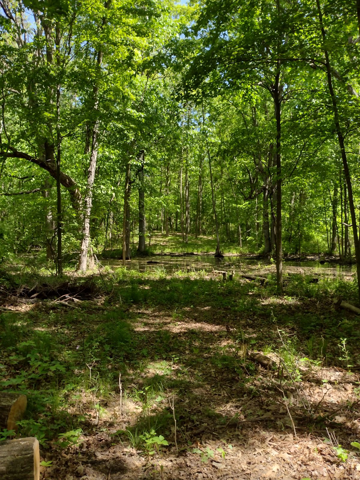 Tee from hole 12