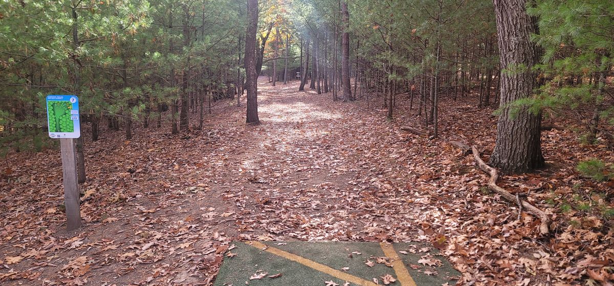 Well cleared woods holes