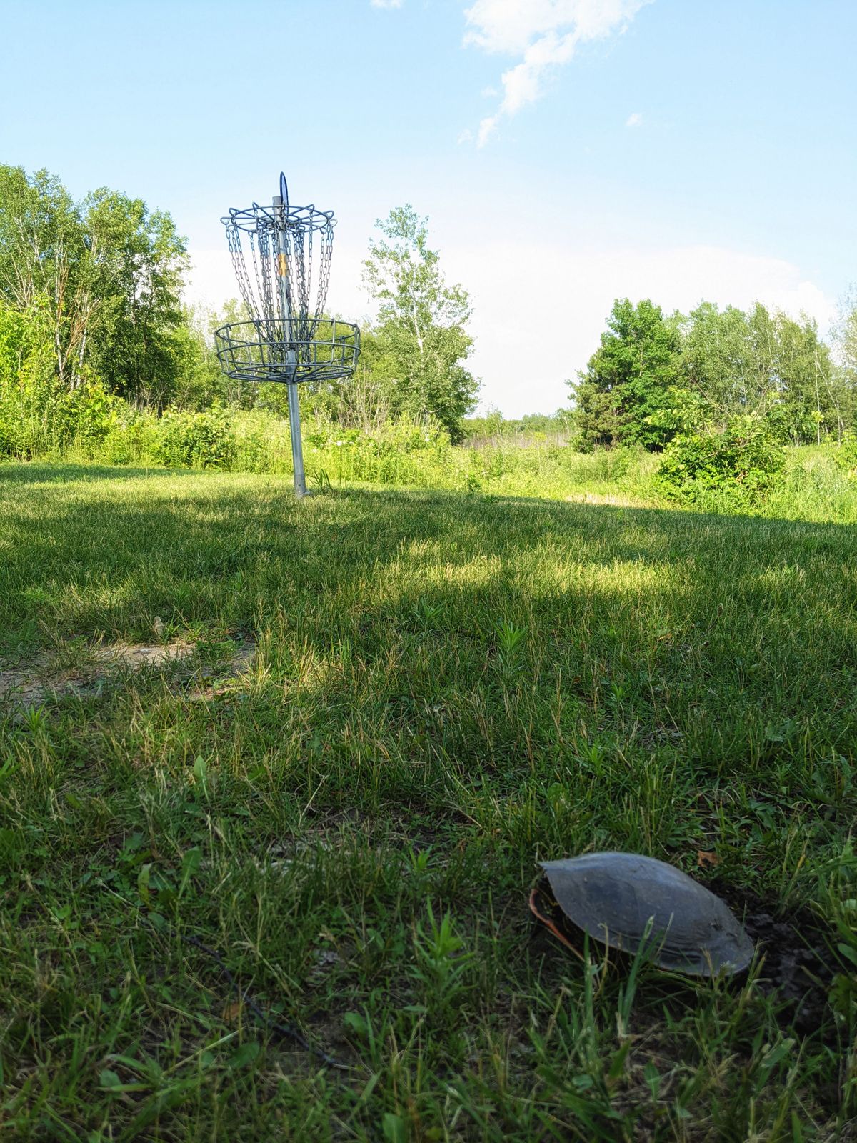 Turtle making a nest near hole 2 basket