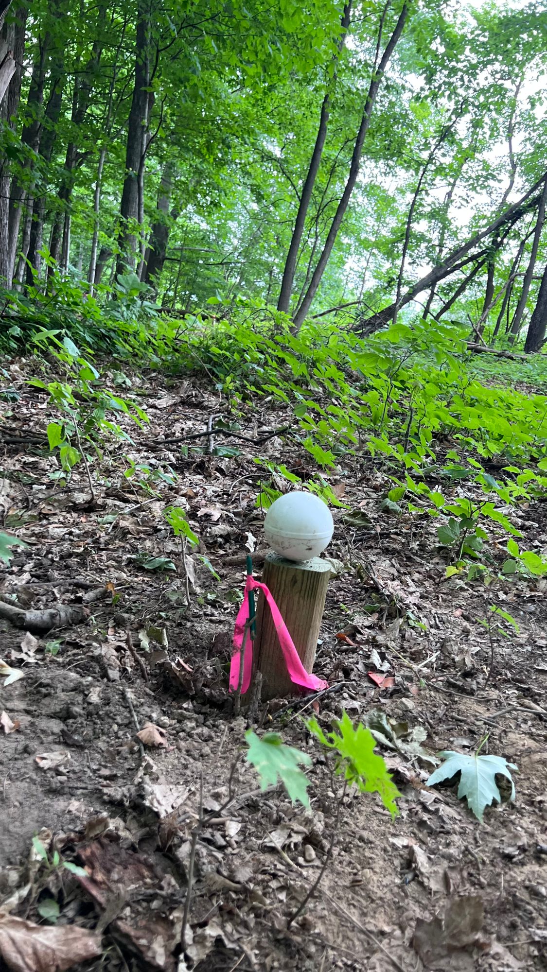 Short tee off markers look like this