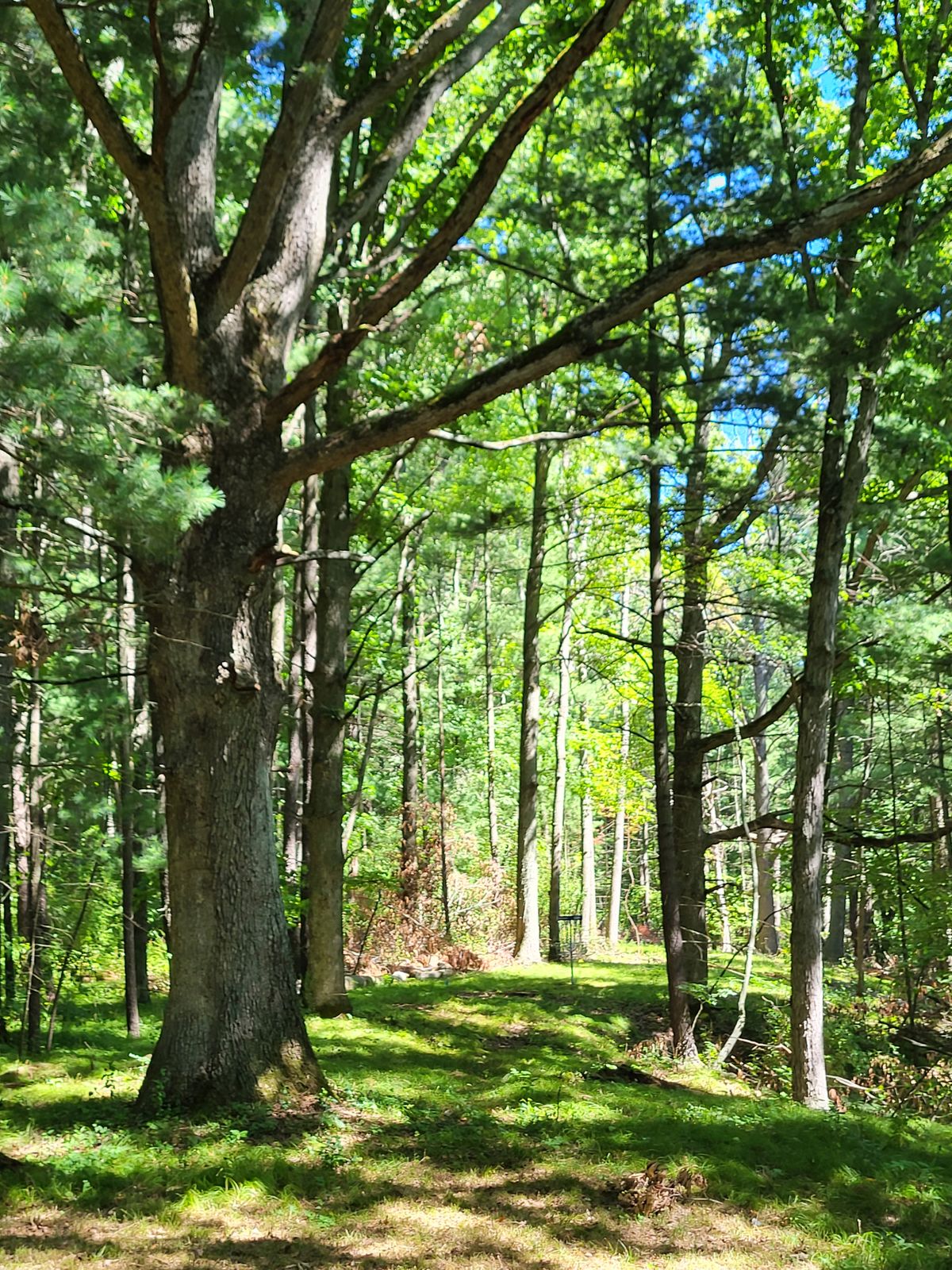 Looking back on the 14 blue basket from the 15L tee, beautiful trees way up here!