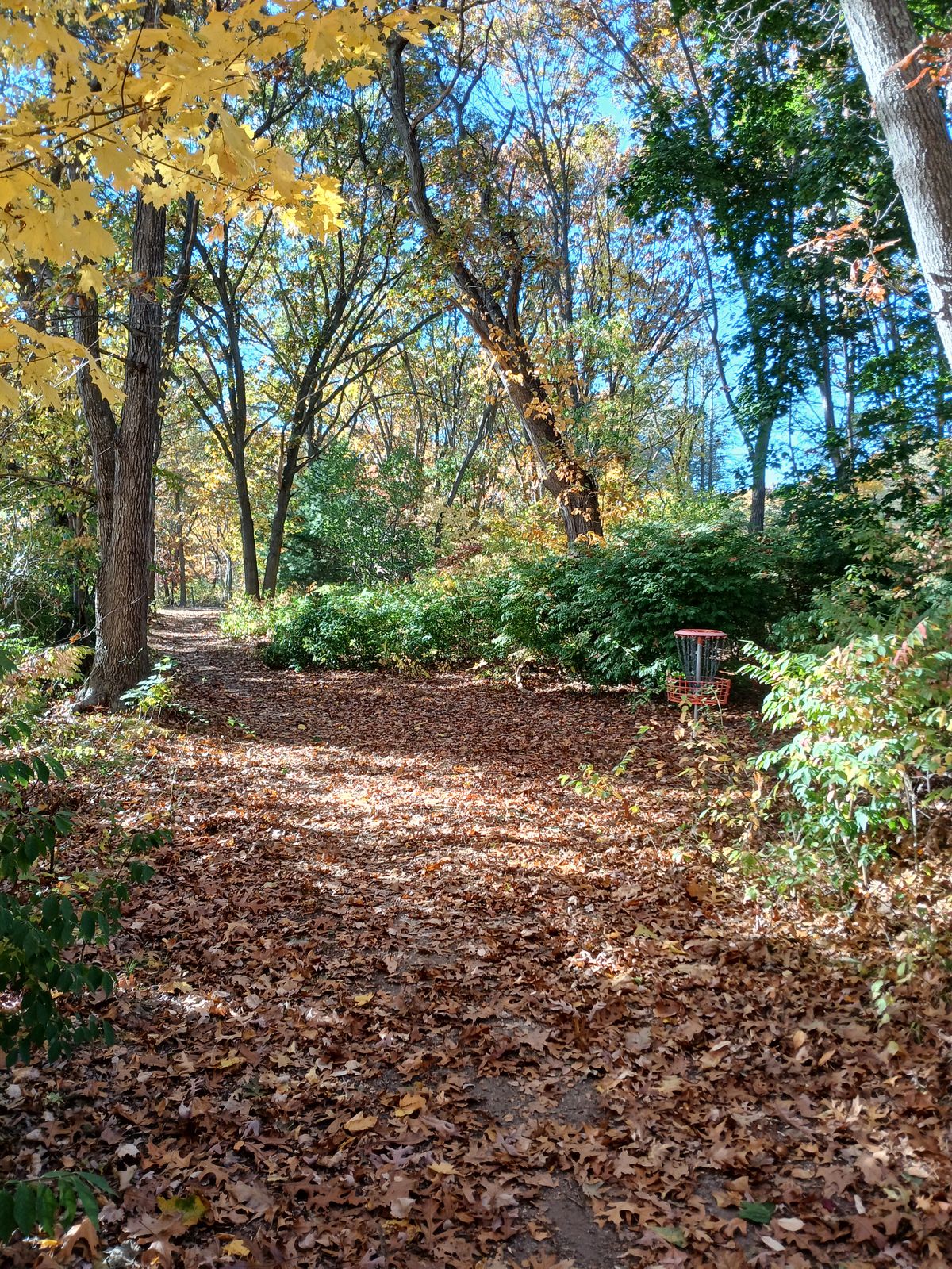 Hole 6 short facing back toward tee pad