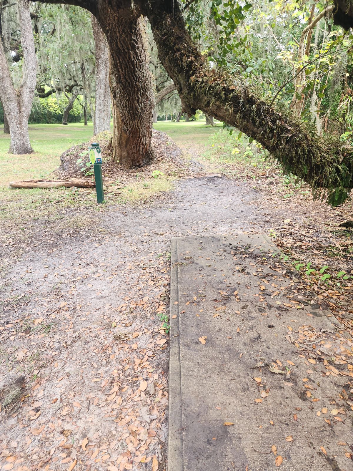 Tree down