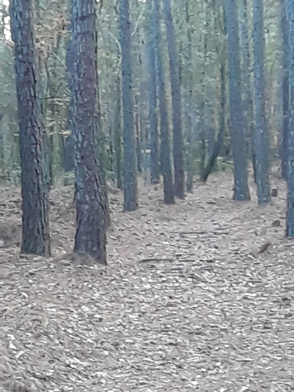 #9 fairway