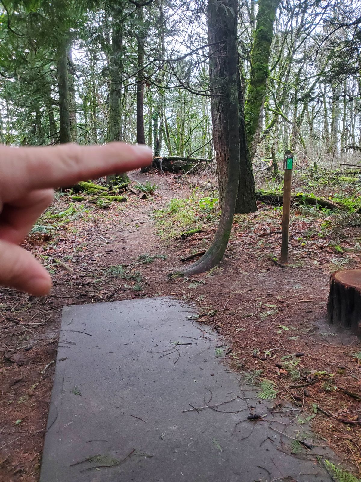 Nice up shot through the trees 🌳