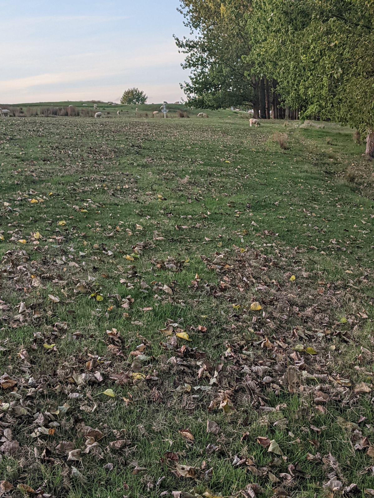 Hole 1 is located through the trees from the practice basket