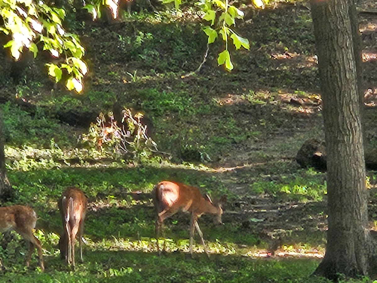 Wild Life was out.