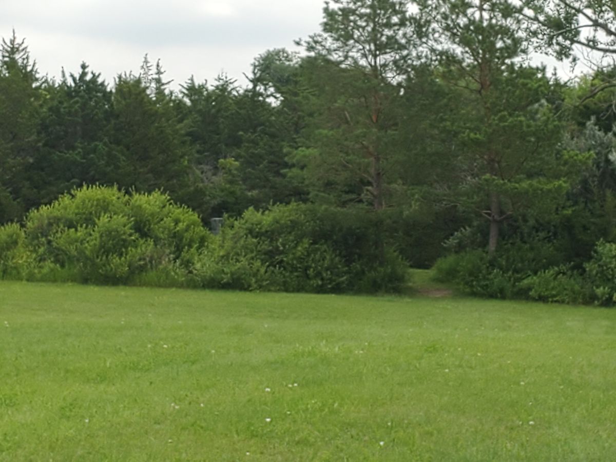 Hole 16. Basket view from laying up short of the line of bushy trees.