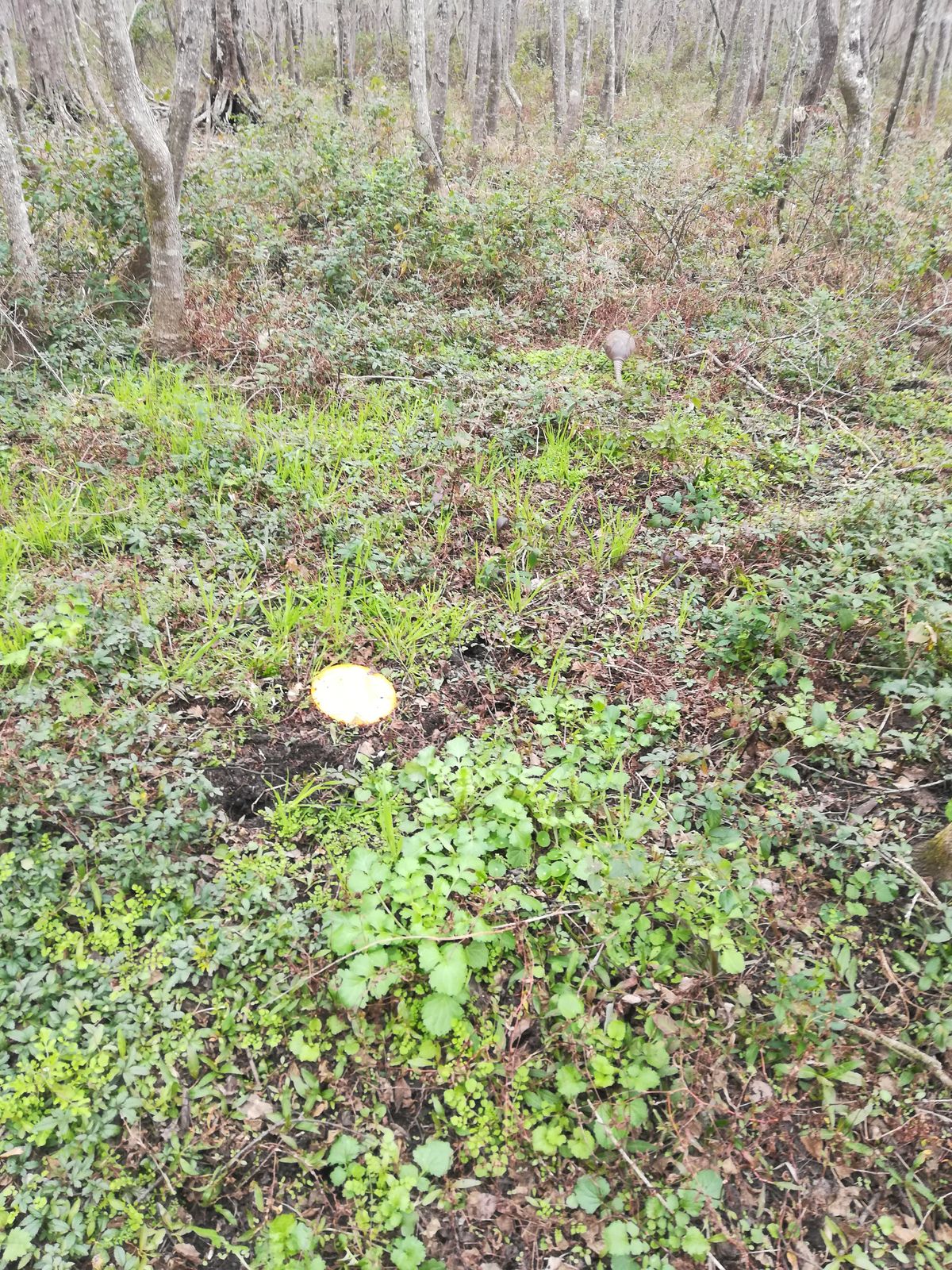 Had to run off an armadillo from sitting on top my girlfriends disk on hole ten. Lmfao