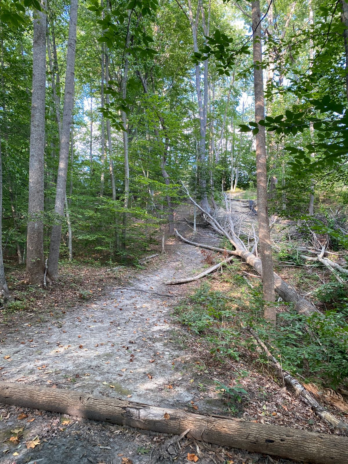 Collins Park Disc Golf Course