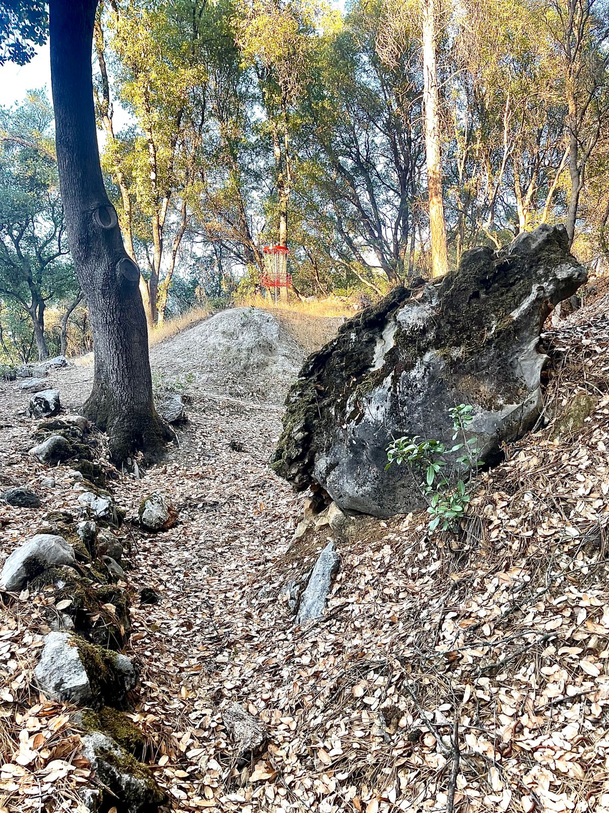 Hole 7 Basket