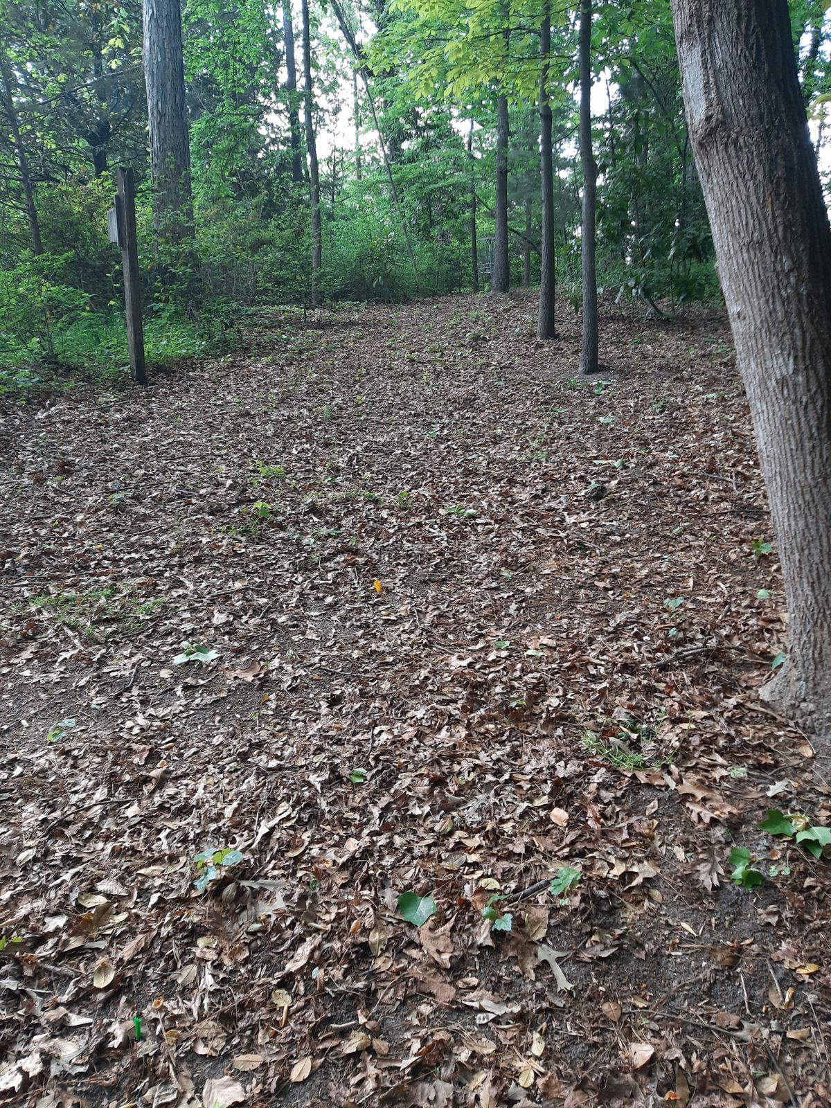 Hole 11 Red Tee