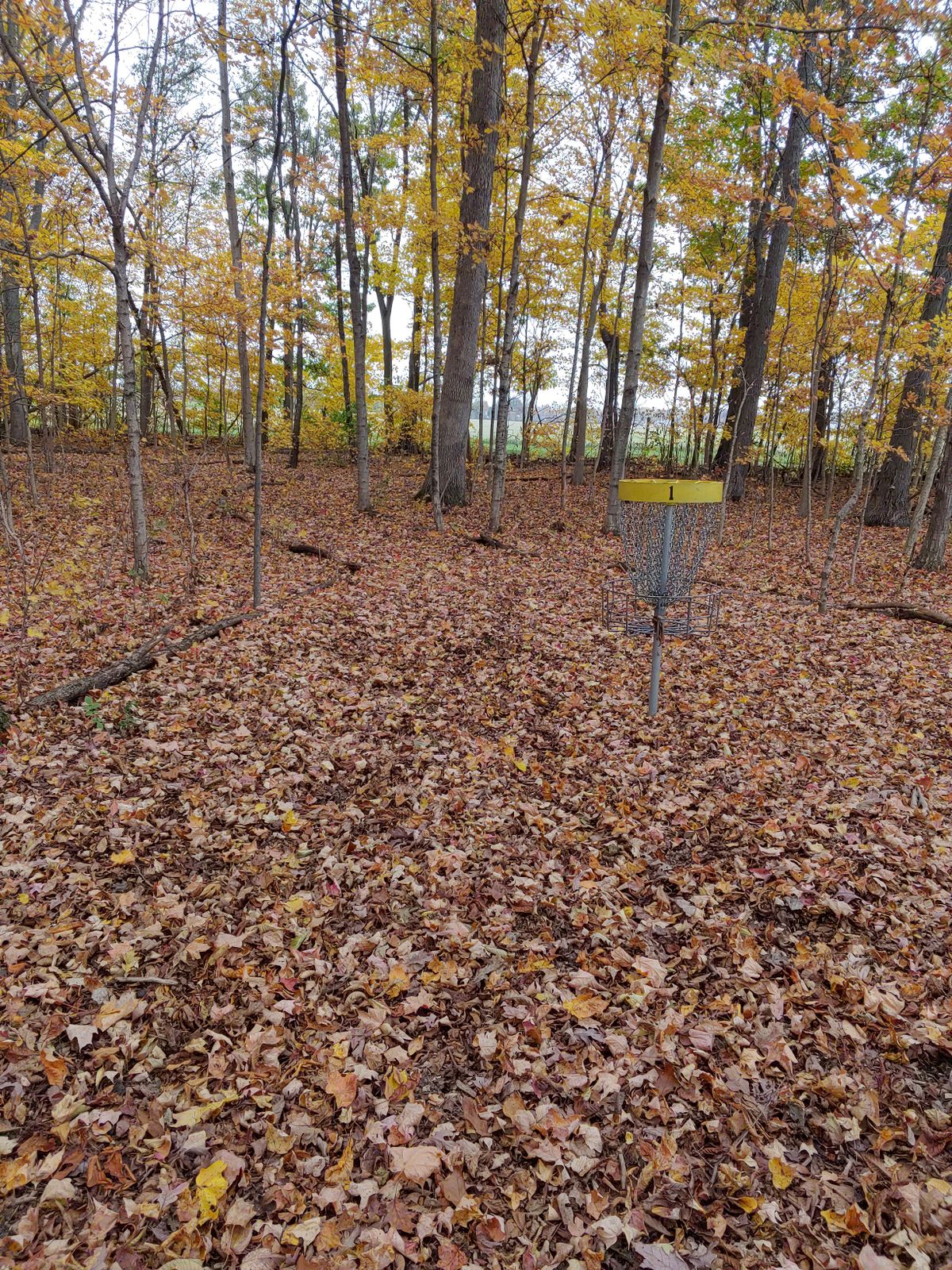 The fairways and paths between holes are lined with small logs